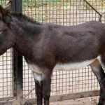 Sosyal medya platformlarında yasa dışı eşek derisi satışları artıyor