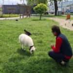 10 g&uuml;nl&uuml;kken yanına aldığı kuzusu peşinden ayrılmıyor! 