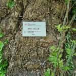 Alaplı&rsquo;daki 300 yıllık &ccedil;ınar ağacı 'anıt ağa&ccedil;' olarak tescillendi