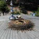 Beykoz&rsquo;da 7 yıldır aynı cami kubbesine yuva yapıyor