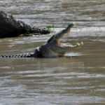 Timsahla boğuşan adam canını zor kurtardı