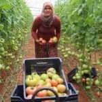 Antalya'da serada 40 dereceye yaklaşan sıcaklıkta domates hasadı