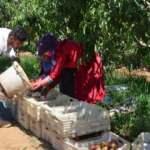 Gaziantep'te şeftali hasadı başladı