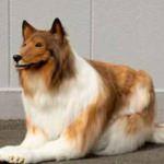 Köpek gibi görünmek için binlerce dolar harcadı: Hayalime kavuştum