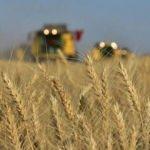 Bakanlık'tan buğday açıklaması: Uygun fiyattan satış devam edecek