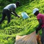 Çay hasadı bu yıl da Afrikalılara emanet