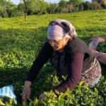ÇAYKUR mayısta 92 bin ton yaş çay aldı