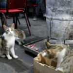 G&uuml;m&uuml;şhane&rsquo;de sokak kedileri &ccedil;ay ocağını yuva belledi