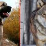 Kangal ile kurt karşı karşıya! &Ouml;l&uuml;m vuruşu...