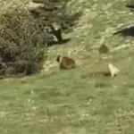 Kangal k&ouml;peği ayıdan s&uuml;r&uuml;y&uuml; b&ouml;yle kurtardı