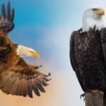 Rüyada kartal görmek ne demektir? Rüyada uçan kartal görmek hayırlı mıdır?