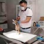 Yaralı halde bulunan yavru kara tedavi altına alındı 