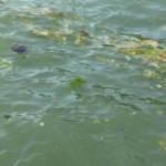 Zehirli denizanaları Gemlik kıyılarında g&ouml;r&uuml;ld&uuml;