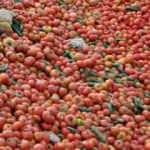 Çöpe dökülen domates ve salatalıklara ilişkin Bakan Muş'tan açıklama