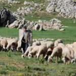 Havalar ısındı Y&ouml;r&uuml;klerin karla kaplı yayla ser&uuml;veni başladı