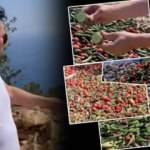 İ&ccedil;iniz hi&ccedil; mi acımadı? Tonlarca taze sebzeyi &ccedil;&ouml;pl&uuml;ğe d&ouml;kt&uuml;ler!