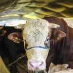 Kurbanlık fiyatları belli oldu! 2022 yurtiçi ve yurtdışı hisse bedeli kaç TL?