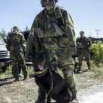 NATO'dan dev tatbikat! İşte tatbikata katılan 16 ülke