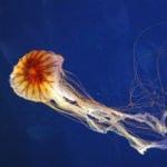 Pusula Denizanası nedir? Zehri &ouml;l&uuml;mc&uuml;l m&uuml;? İstanbul&rsquo;a kadar ulaştı!