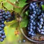 Rüyada üzüm görmek ne anlama gelir? Rüyada siyah üzüm görmek nedir?