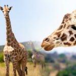 Rüyada zürafa görmek neye işaret eder? Rüyada zürafanın kovaladığını görmek...