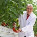 Sakarya'da topraksız tarım sistemi ile üretilen domateste hasat zamanı