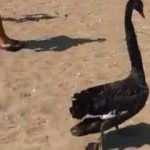 Ana vatanı Avustralya olan siyah kuğu, Serik sahilinde 