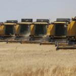 Ceylanpınar'da buğday hasadı 167 biçerdöverle sürüyor