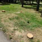 Emirgan Korusu'nda ağaç kıyımı yapan CHP'li İBB'ye para cezası