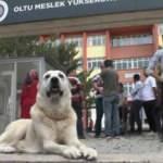 Kangal k&ouml;peği sınava giren sahibini okulun kapısında bekledi