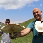 Oltu&rsquo;da sağanak sonrası yetişen devasa mantarlar g&ouml;renleri şaşırtıyor   