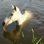 Samsun&rsquo;da at kurtarma operasyonu! 3 g&uuml;n sonra kurtarıldı