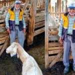 Tek ge&ccedil;im kaynağı hayvancılıktı! Mehmet Dede &ccedil;alınan s&uuml;r&uuml;s&uuml;ne kavuştu   