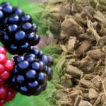 Böğürtlen kökünün faydaları nelerdir? Böğürtlen kökü çayı ne işe yarar? 