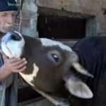 Bursa&rsquo;da 73 yaşındaki &ccedil;oban boğaları masaj yaparak kuzuya d&ouml;n&uuml;şt&uuml;r&uuml;yor