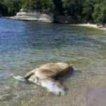 Kocaeli'de kıyıya 4 b&uuml;y&uuml;kbaş &ouml;l&uuml;s&uuml; vurdu 