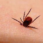 Malatya İl Sağlık M&uuml;d&uuml;r&uuml; uyardı: Kene vakaları artıyor