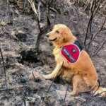 Marmaris'teki yangında izi hassas burunlu "Kadro" buldu