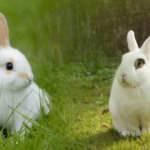 Rüyada tavşan görmek ne anlama gelir? Rüyada tavşan yakalamak...