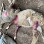 Sakarya&rsquo;da &ccedil;iftliğe giren sokak k&ouml;pekleri hayvanları telef etti  