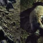 Van&rsquo;da yıldırım d&uuml;şt&uuml;, 63 koyun telef oldu