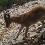 Yaban ke&ccedil;isi avlayan ka&ccedil;ak avcılara 155 bin TL'lik ceza   