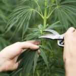 Adana'da bah&ccedil;elerde uyuşturucu yetiştiren 5 ş&uuml;pheli g&ouml;zaltına alındı