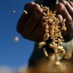 Buğday, mısır, şeker ve pamuk fiyatları düştü: Resesyon endişesi...