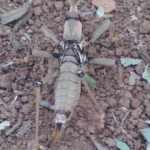 &Ccedil;ukurca'da dev &ccedil;ekirgeyi g&ouml;renler b&uuml;y&uuml;k şaşkınlık yaşadı 