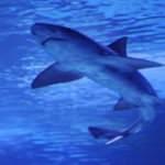 Mısır'da k&ouml;pek balığı saldırısı: 1 &ouml;l&uuml;