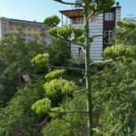 &Ouml;mr&uuml;nde bir kere &ccedil;i&ccedil;ek a&ccedil;ıyor! Agave bitkisi Denizli&rsquo;de ortaya &ccedil;ıktı