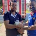 Osmaniye&rsquo;de yuvadan d&uuml;şen yavru leyleğin imdadına itfaiye koştu