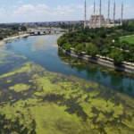 Seyhan Nehri'nde yosun istilası