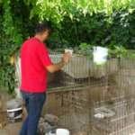 Tavuk hırsızları pes dedirtti! Fark edilince ev sahibine el salladılar